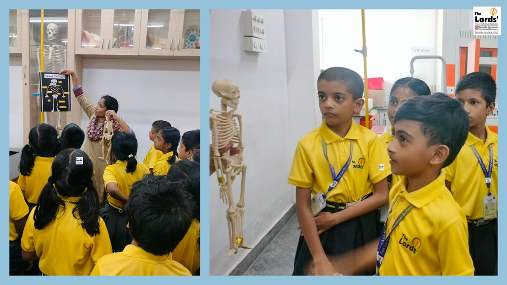 Human Skeleton System2