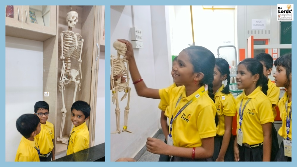 Human Skeleton System3